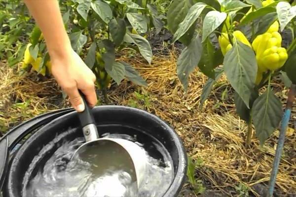 Ammonia for peppers. How to fertilize peppers