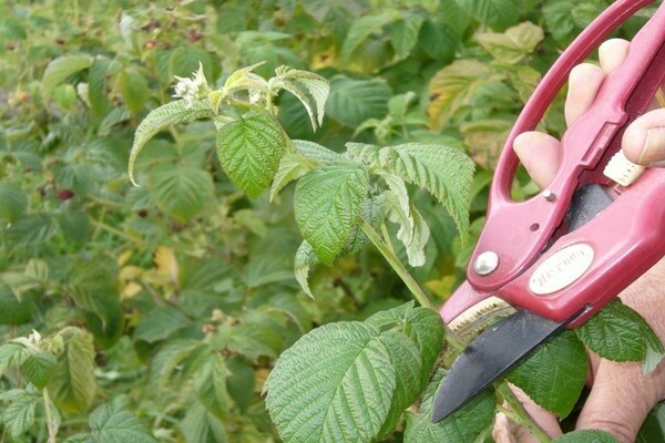 raspberry pruning