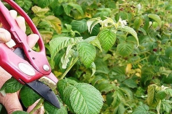 pruning + and feeding raspberries in spring