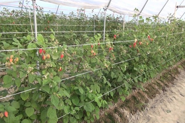 pruning raspberry sa tagsibol para sa mga nagsisimula