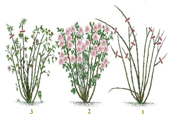 Pemangkasan bunga ros selepas berbunga