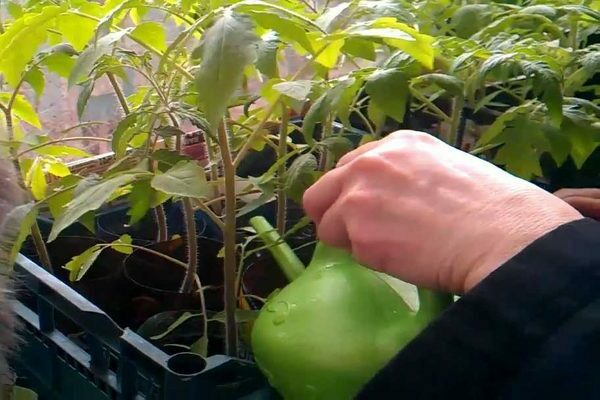 generell ordning for fôring av tomatplanter