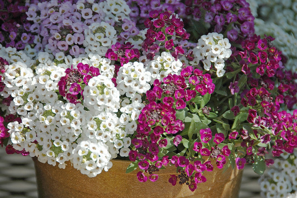 ang pinakamahusay na taunang para sa mga bulaklak na kama