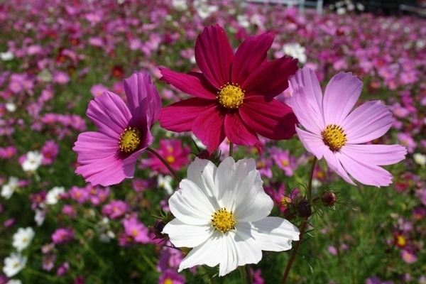 con quali annuali sta bene cosmea?