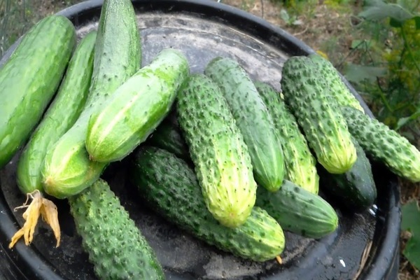 cucumber varieties