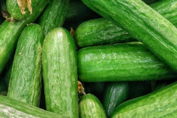 cucumber varieties