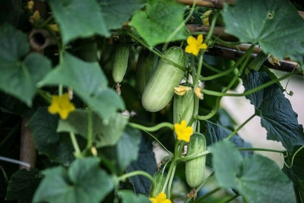 growth of cucumbers