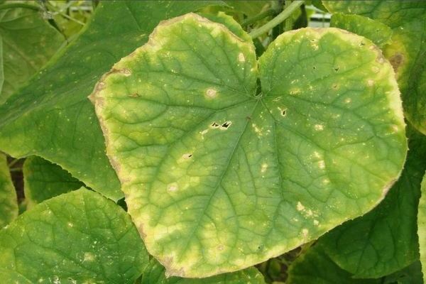 Cucumbers: leaf edges turn yellow due to micronutrient deficiencies