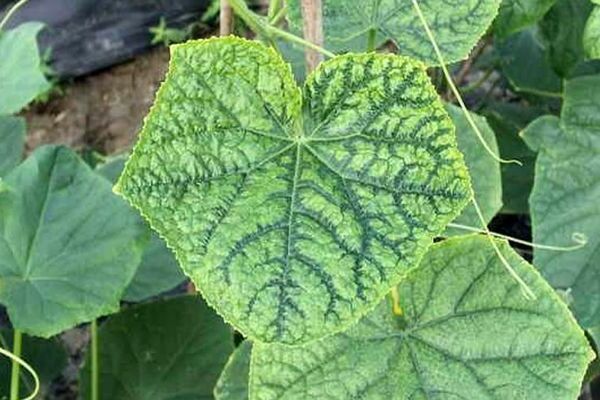 Cucumber leaves turn yellow at the edges due to temperature changes