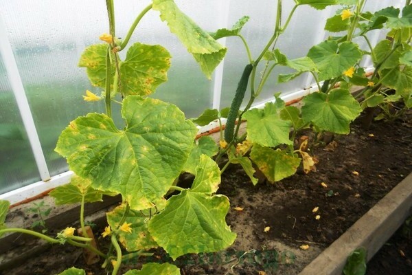 The edges of the leaves of cucumbers turn yellow due to late harvest