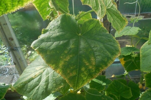 Cucumbers: yellow leaf edges. Why yellowing occurs
