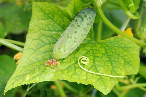 Cucumbers: yellow leaf edges due to unstable climate