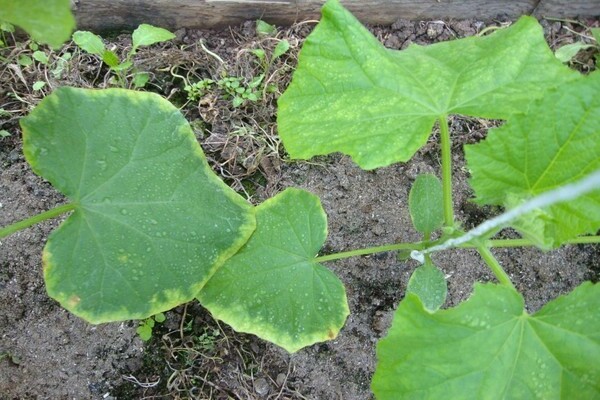 Жълт ръб на листата от краставици поради неправилно или ненавременно поливане