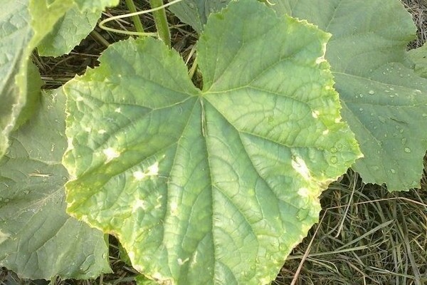 Cucumbers: yellow border around the edge of the leaf due to disease