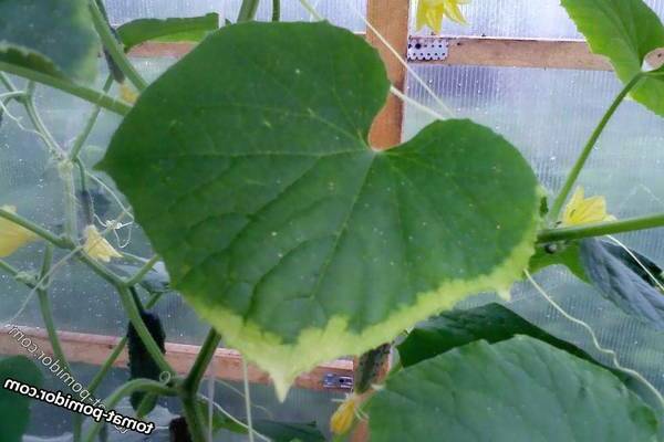 Cucumbers yellow leaf edges: summing up the problem