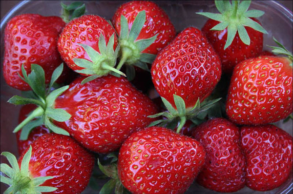 description de la variété de fraise