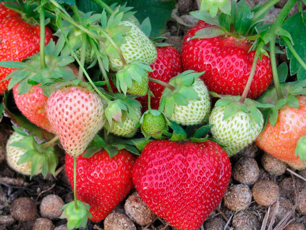 description of the strawberry variety