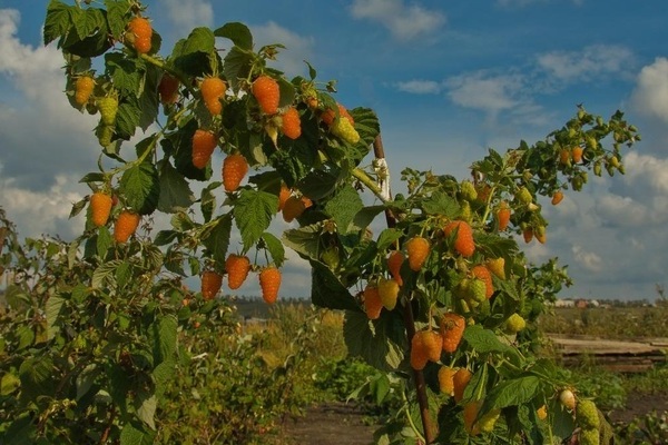 malinový pomarančový zázrak