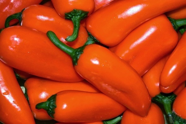 orange pepper