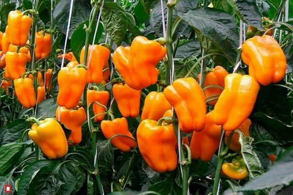 oransje pepper