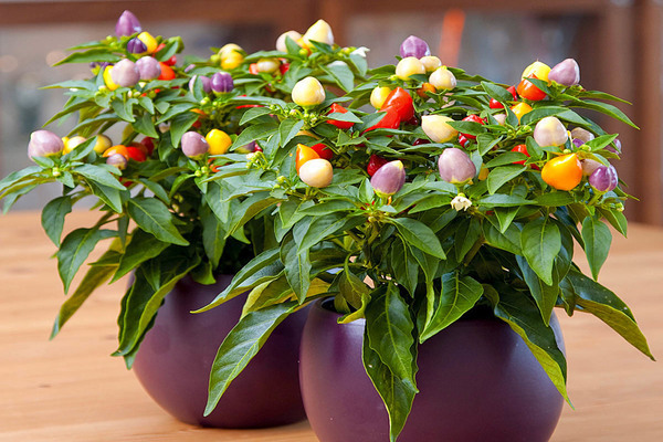 Hot peppers at home in a pot