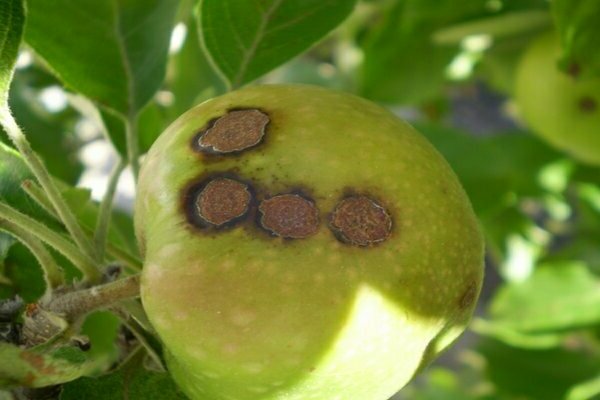 What does scab look like on an apple tree