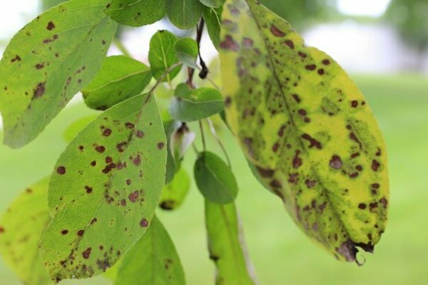 Scab on the leaves of an apple tree photo
