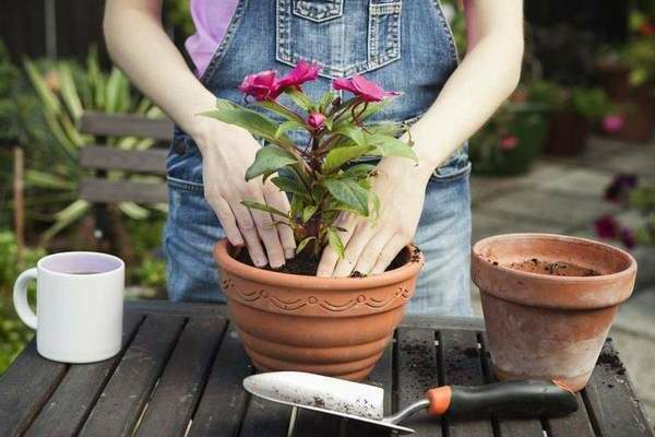 trasplante de plantas de interior