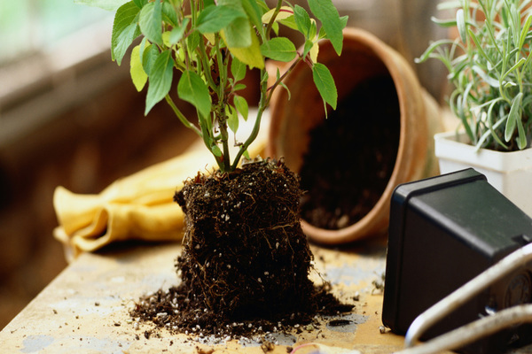 innendørs plantetransplantasjon