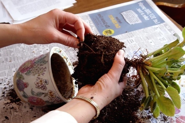 planten transplantatie