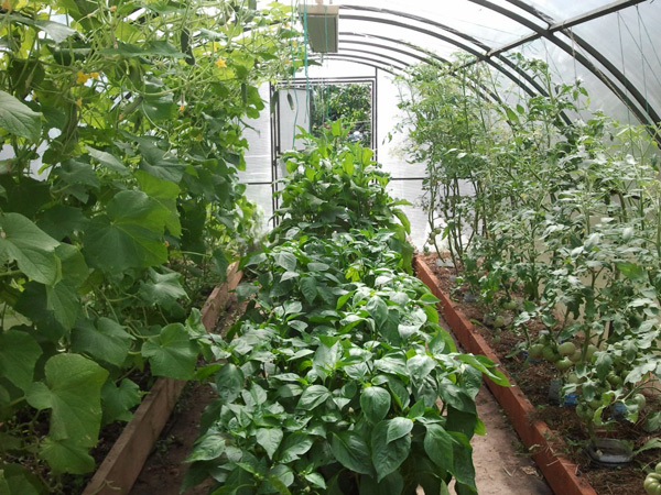 peppers and cucumbers