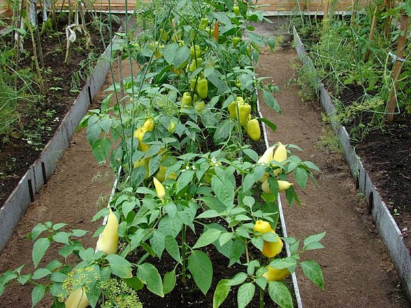peppers and cucumbers