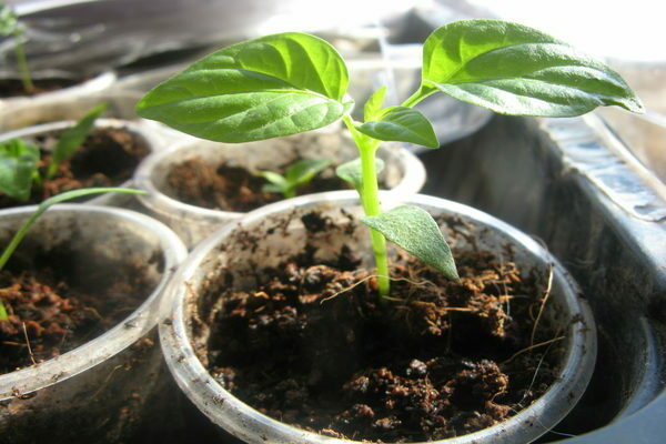 How to feed pepper seedlings