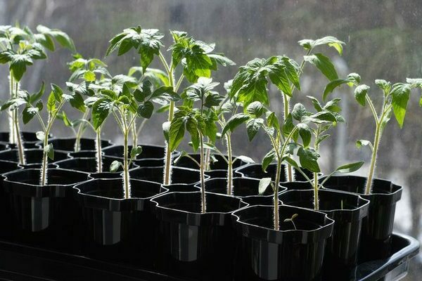 How to feed pepper seedlings