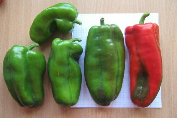 pepper atlant
