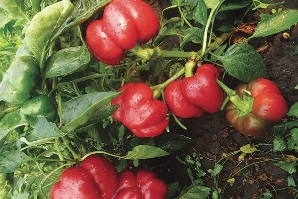 Ratunda pepper: det som trengs for dyrking