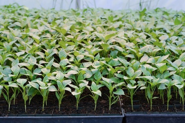 Varietà di peperoni Ratunda: piantine in crescita