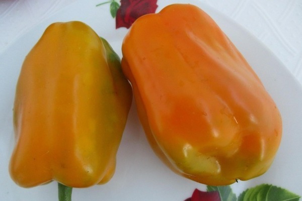 Gul pepper varianter Gullkalv