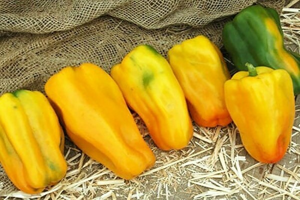 Odrůdy žlutého pepře Kakadu žluté