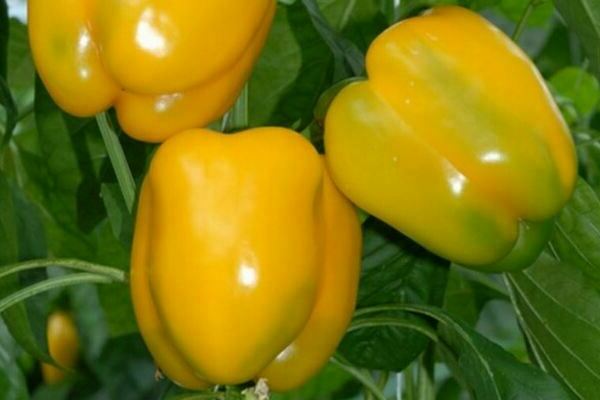 Yellow pepper varieties Golden Miracle