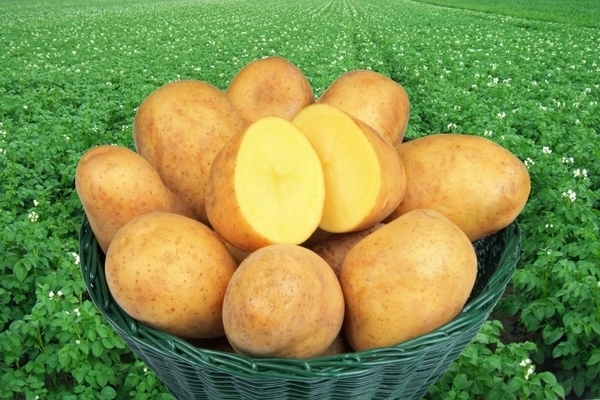 variétés de pommes de terre