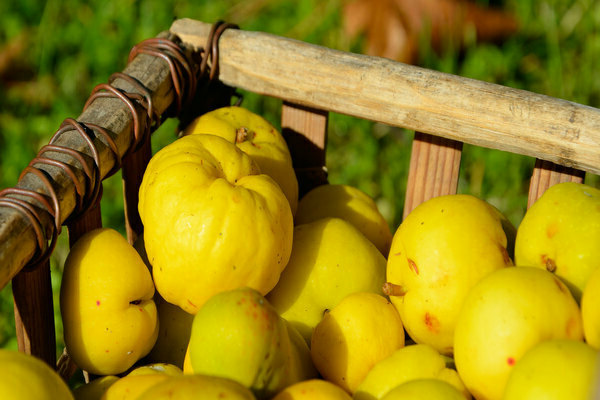 Quince fruits: how and where to store