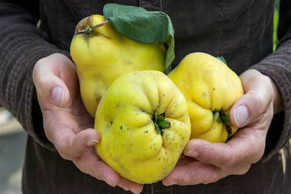 Quince fruits: when to harvest quince. Quince: photo fruits
