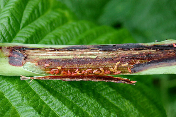 Ang mga batang shoot ng raspberry ay nalalanta: ang dahilan ay stem fly