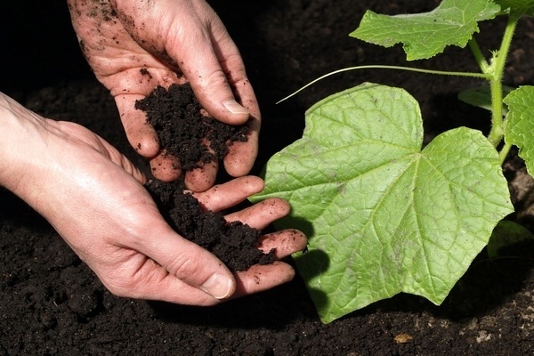 Soil for cucumbers