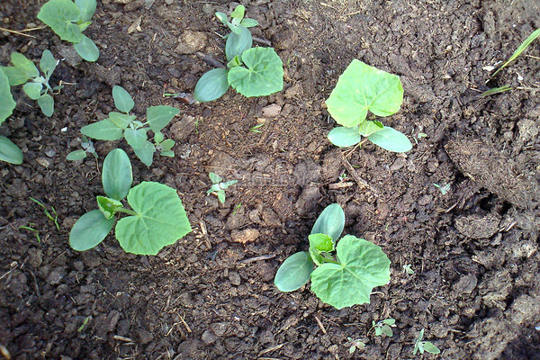 Cucumber soil