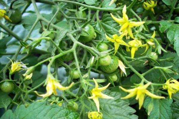 mata en tomat under blomningen