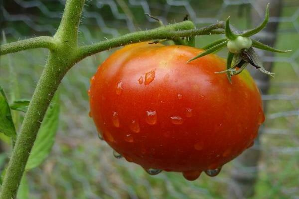 alimentant un tomàquet durant la floració