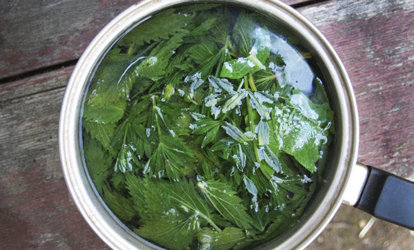 nettle infusion