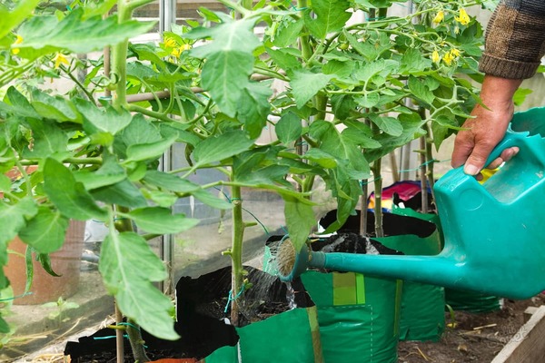 alimentant els tomàquets amb llevat al camp obert